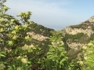 panorama sentiero orrido di pino  